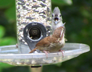 Selfishness at the Bird Feeder